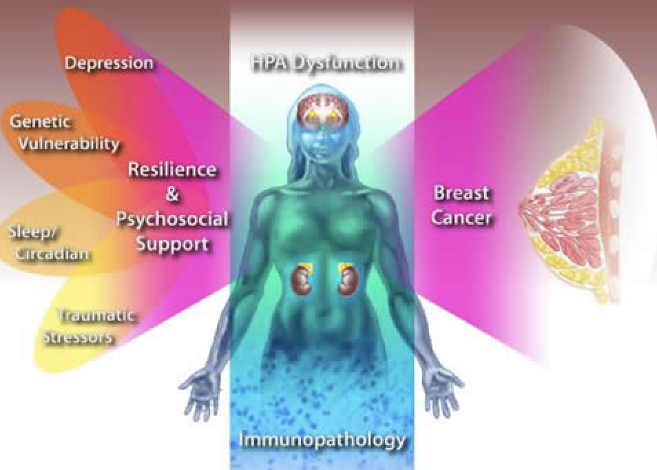 How Does Stress Affect the Immune System?